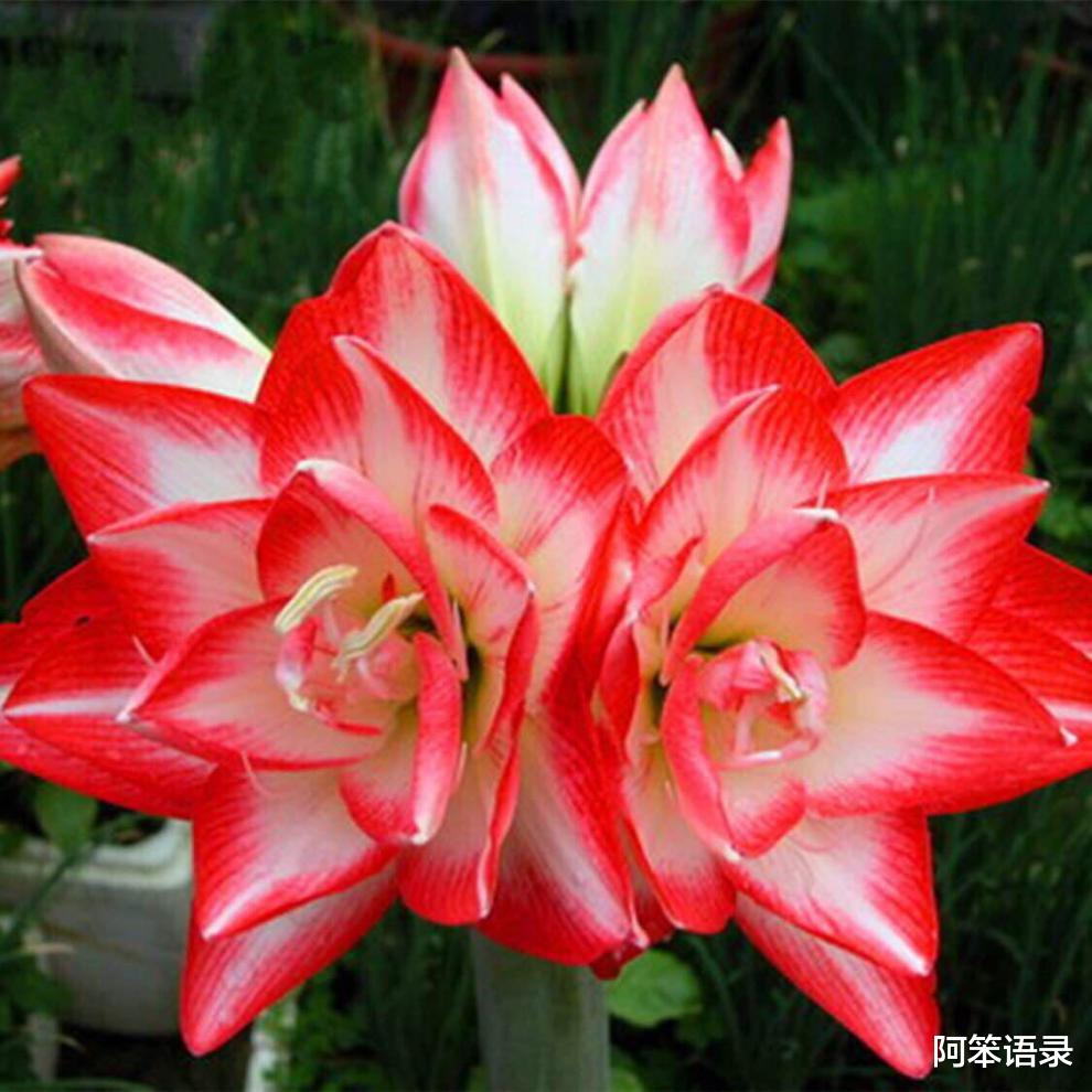 阿笨语录|晒晒我养得最好的3种花，养了五六年了，依旧很漂亮！