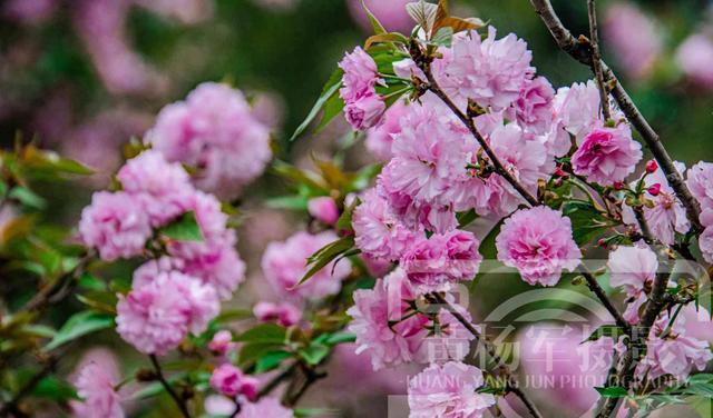 四川省 樱花怒放的浪漫之美，枝头粉红色的美艳花朵千姿百态，花开娇媚