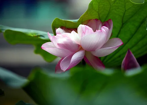 三伏天|三伏天，五大忌，千万别落下病根！