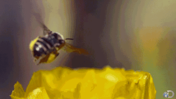 重庆 张家界里的“世外桃源”！位于909米的悬崖上，有仙境般的景象