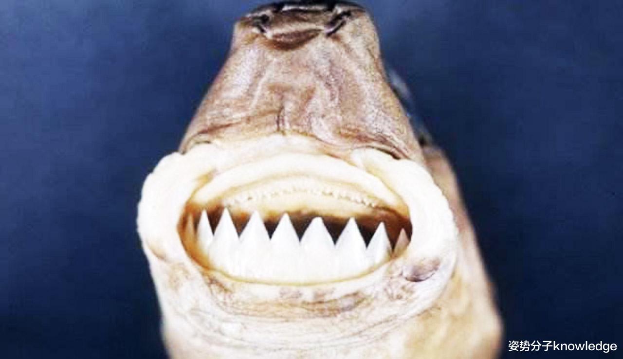 科学家 连大白鲨甚至军舰都不放过，体长仅50厘米的雪茄达摩鲨，有何本领