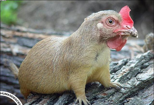 基因 鹅与鸭杂交后的生物可以繁衍？已做了研究，这可能将是致富之路