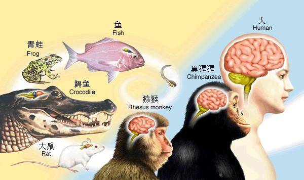 |人类从没有停止过进化，证据表明人类还在进化，未来将增加新能力