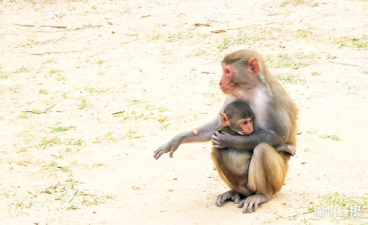 陵水|难忘的陵水之旅，观猴、垂钓、露营、烧烤，看我们怎样玩转猴岛