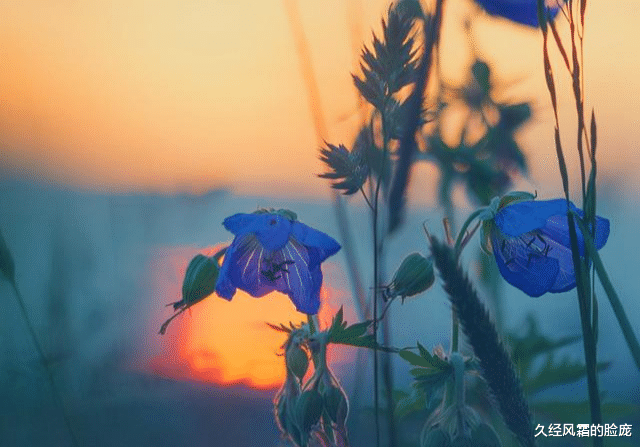 久经风霜的脸庞|爱若入心,一生难忘