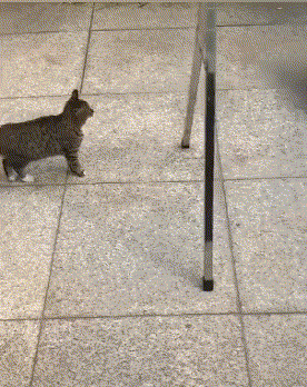 职业教育|“马总化腾的女儿，以后谁要是娶了她就不用愁了”哈哈哈哈