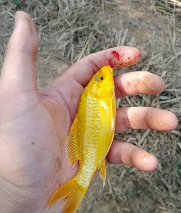 邕江|散鳞鲤鱼现身邕江，外形瘆人，钓鱼人：差点丢了，没想到很好吃