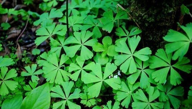比大熊猫珍稀!四川发现世界最孤独的植物 经历6700万年惨遭淘汰