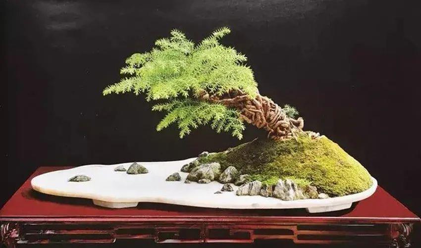 种上阳台|从获取小苗开始，培育一盆异叶南洋杉盆景！