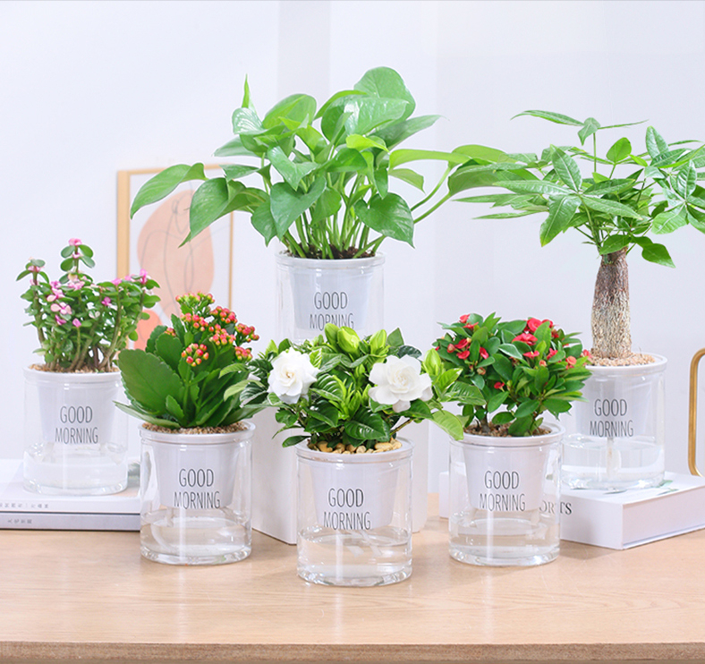 天堂鸟|小阳台花园设计案例分享,美观实用让你一眼就爱上,赶紧get起来