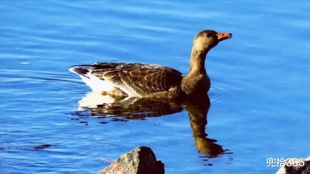 大兴安岭 罕见！大兴安岭首次发现神秘鸟类，被吃成保护动物，网友：别伤害