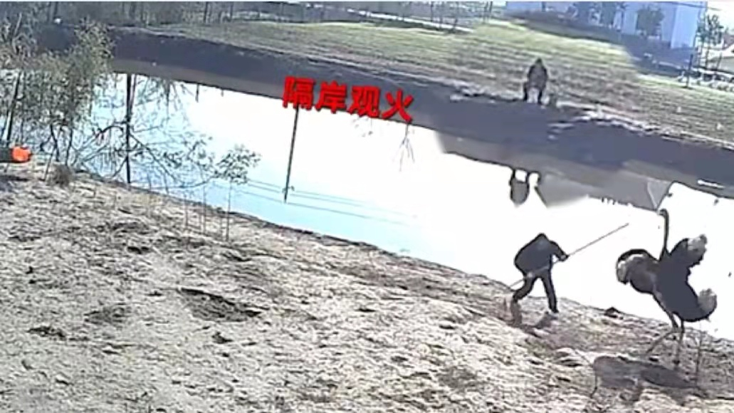 鸵鸟|盐城：男子私自到别人池塘钓鱼，被看家鸵鸟撵个跟头，丢脸出圈了