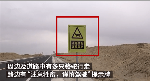 诺顿 后排系了安全带仍旧遭遇不幸，“大脚婶”遇难给我们的安全警示