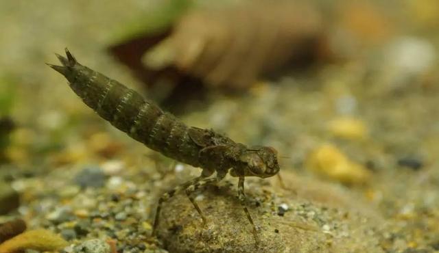 昆虫 以前随处可见的萤火虫为什么很少看到了？它们都去了哪里？