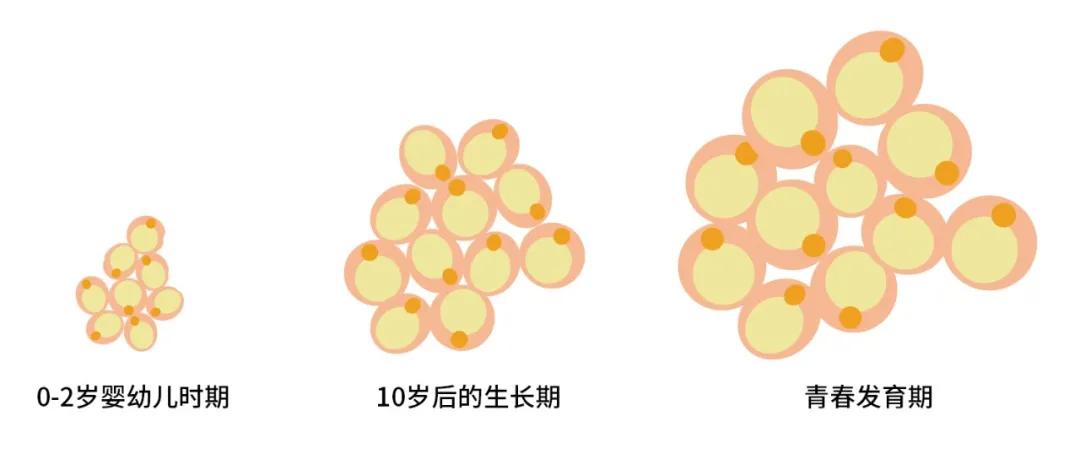 小美说美|喝凉水都胖的人怎么减肥