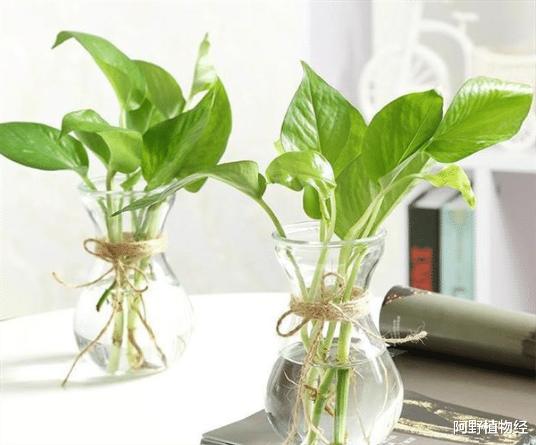 室内适合用水养的18种植物,不用土栽更洁净,方便打理又美观