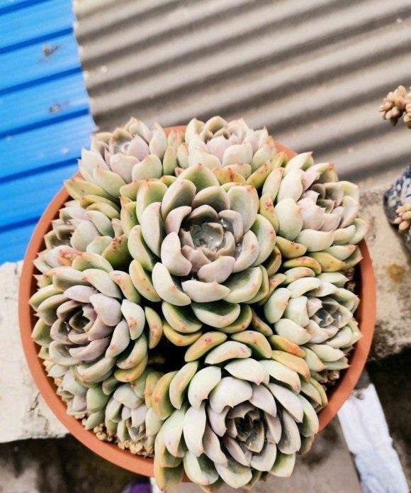 向阳园艺|夏日养多肉，明白一个道理，花土越通透，多肉越健康，状态越好