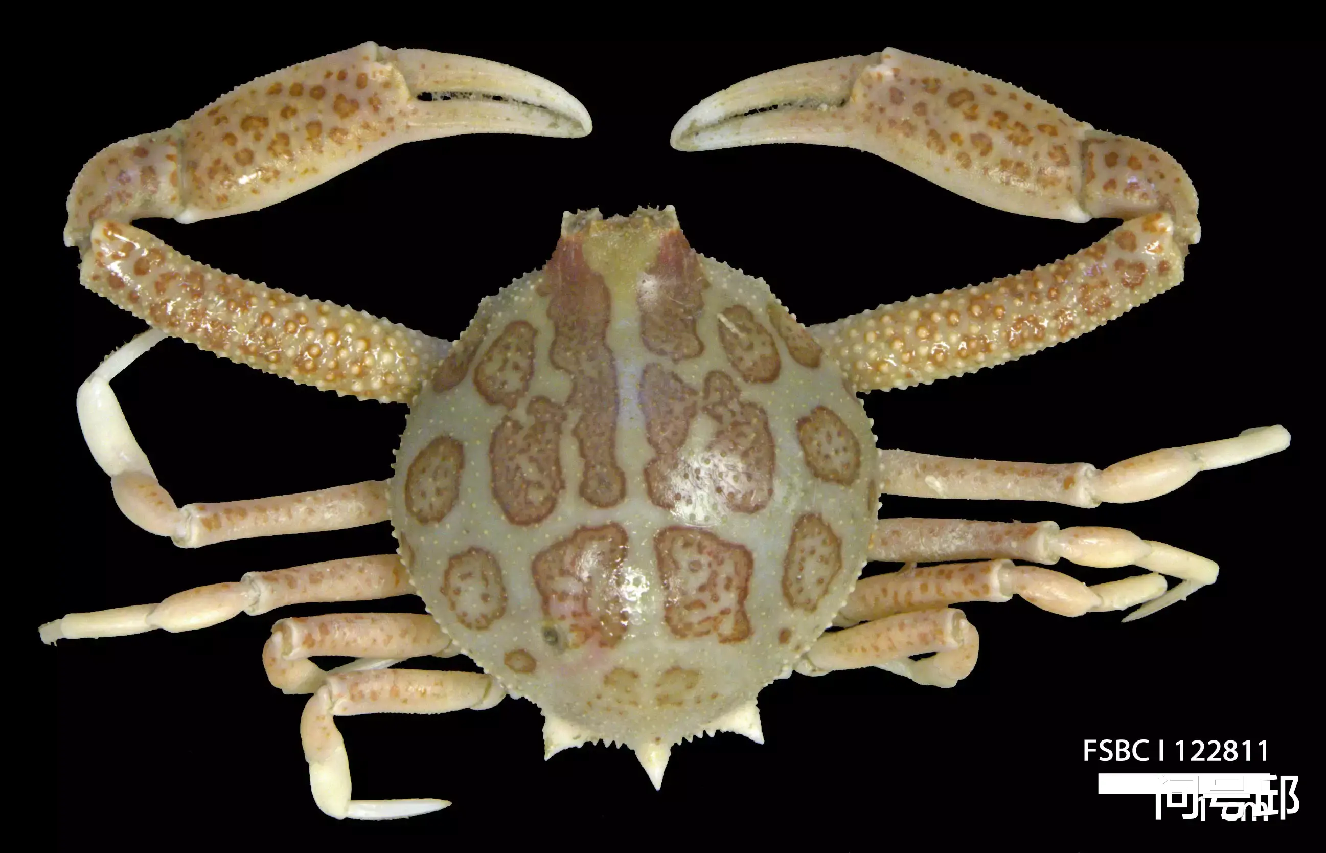 粉色 10种奇怪的螃蟹:有五颜六色的体色,有稀奇古怪的模样