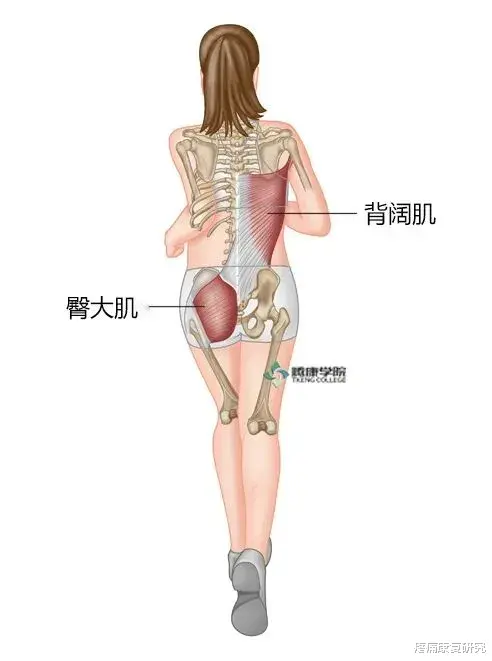 运动|背阔肌综合征的发生机制与诊疗