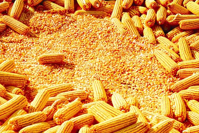 粮价 2021年！玉米、大豆究竟能达到啥价？答案来了