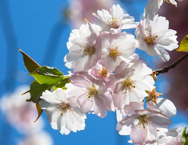 昕月蓝殇美文苑|有一种心酸，叫不再联系，却一直想念