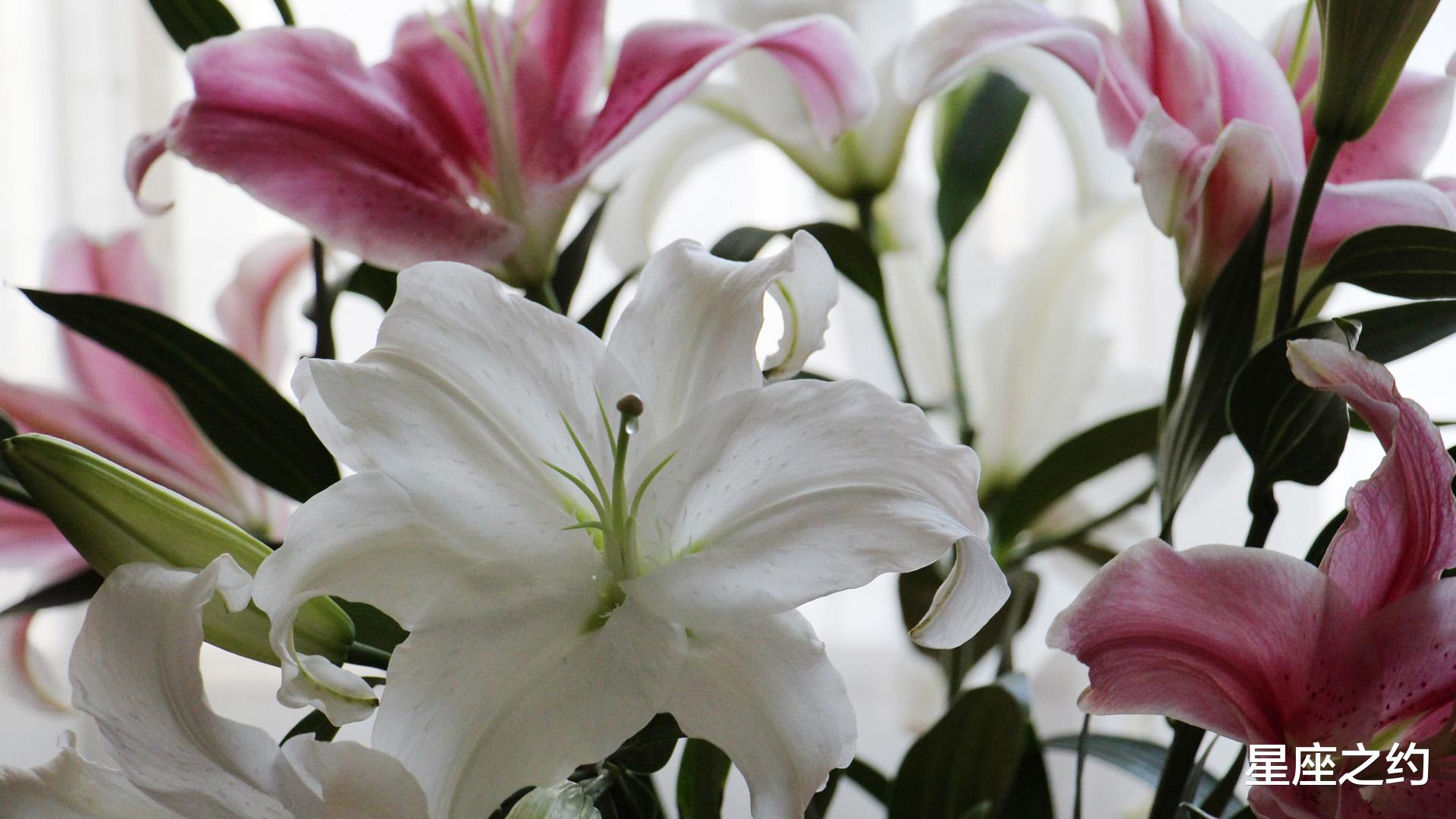 星座之约|在9月中旬,大势所趋,喜讯频传,收获满满的三大星座