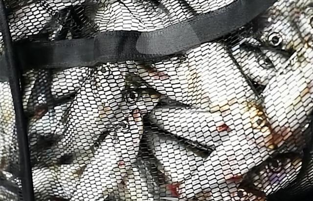 湖南3名男子野钓开挂爆护,收获翘嘴鱼118斤,鱼饵和鱼竿大有猫腻