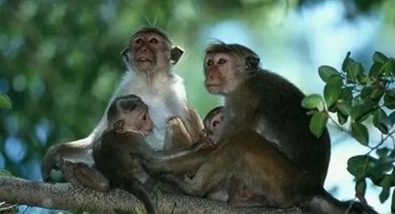 家中大小宝|人类祖先靠喝酒撑过“大灭绝”?科学家:一种特殊能力帮了大忙!