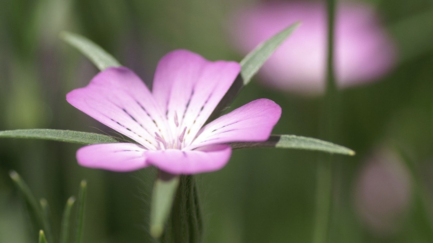 生肖夜读 10月底，突破瓶颈，再接再厉，3生肖好运连连，日子多福多金多喜气