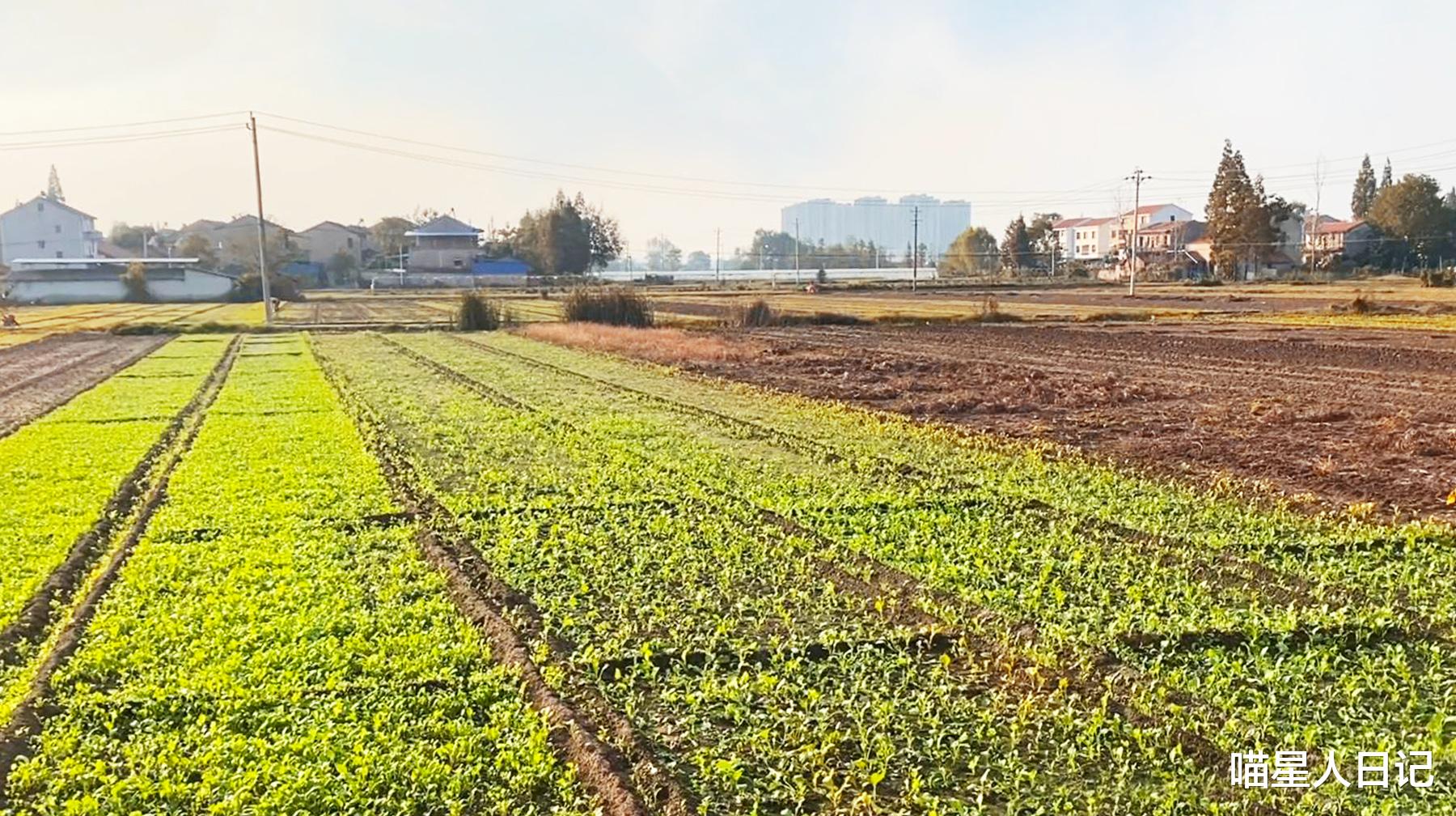 武汉|武汉郊区有座黄家大塆：民房建在田地乡道边，每户都是别墅式生活