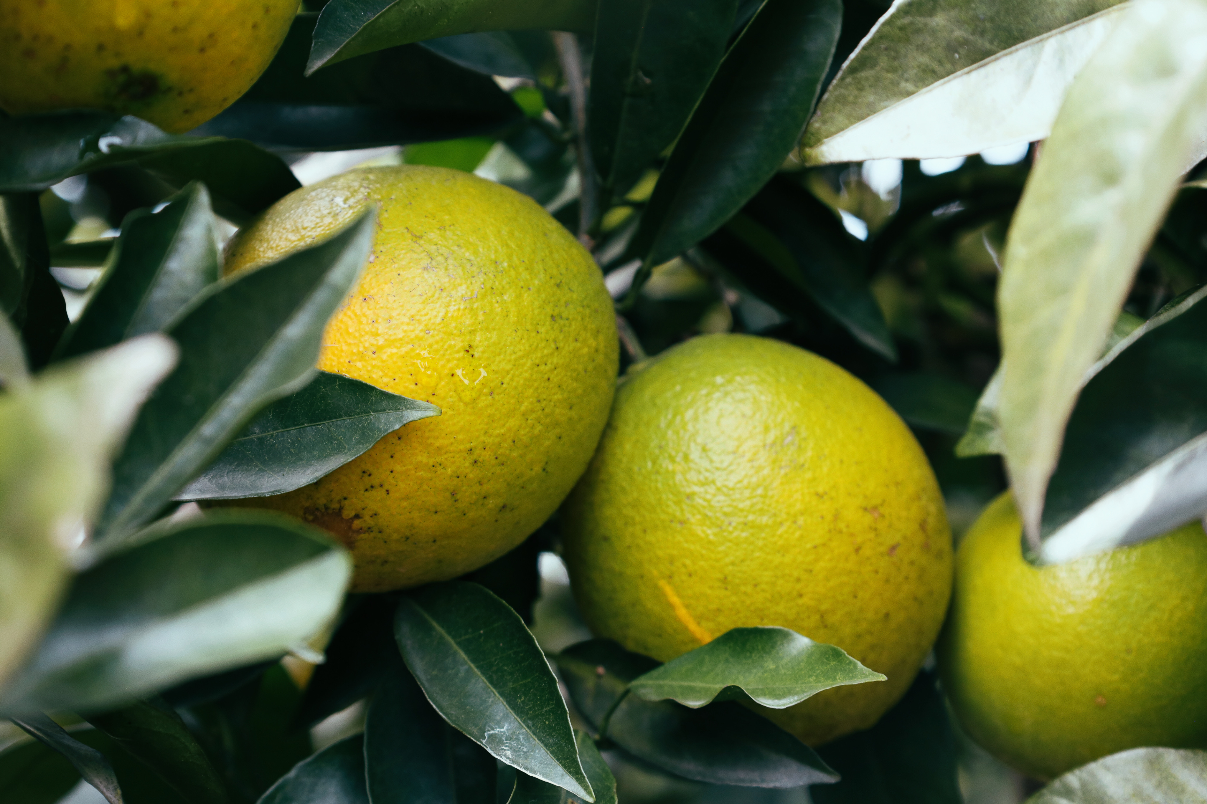 橙子味的岳秀生活日记