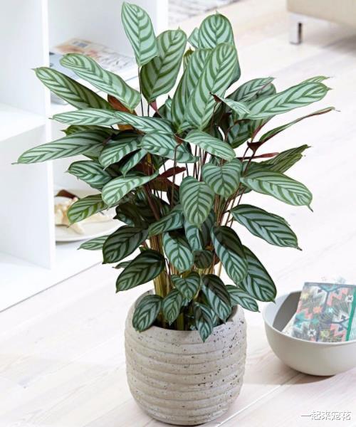 |客厅摆上3种花，净化空气上档次，提高了家居品味，值得拥有