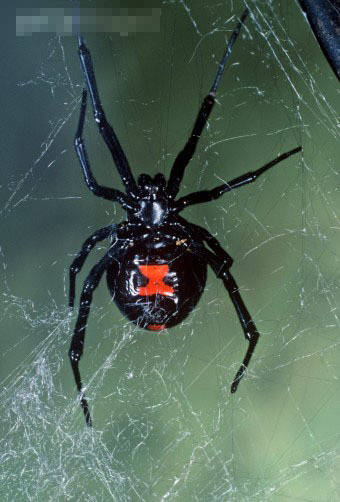 蜘蛛 蜘蛛界三大“毒巨头”,黑寡妇位列第三,网友:虎毒不食子