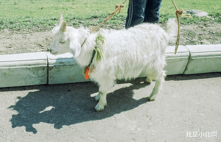 我是小北啊|天生很漂亮,外表很出色,让人很羡慕的星座