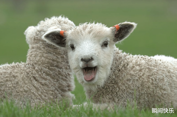 瞬间快乐 属羊的人生在几月,下半年否极泰来,财源广进,事业顺遂