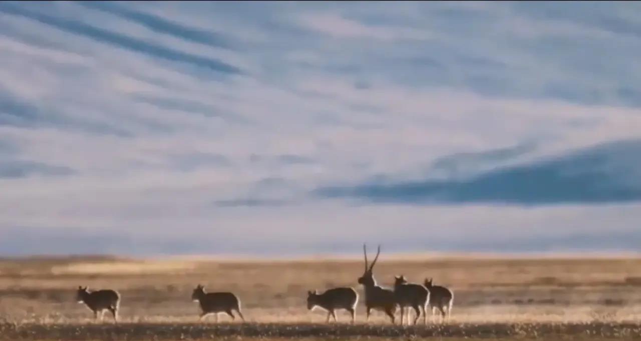 迪丽热巴|张钧甯追星成功了？张艺兴想穿越古代开粥铺？热巴总是低调做事？