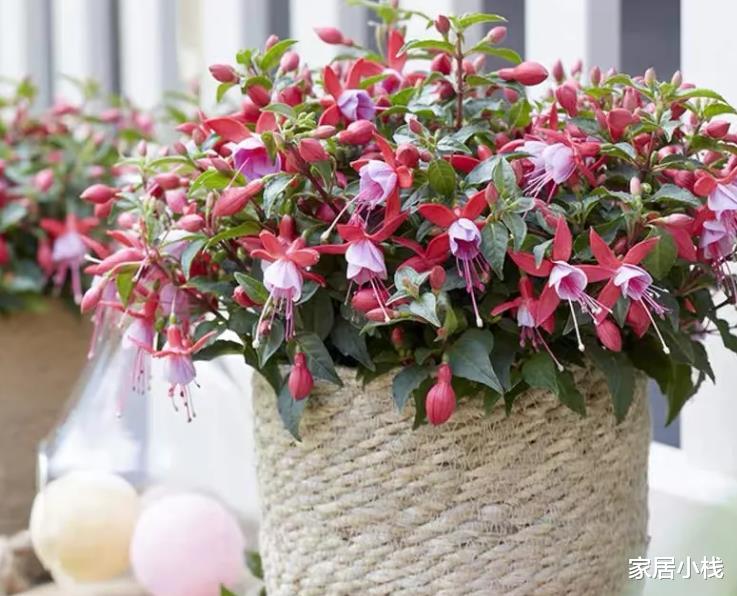 |高颜值的4种花，什么装修风格都能驾驭，都是客厅盆栽佳品