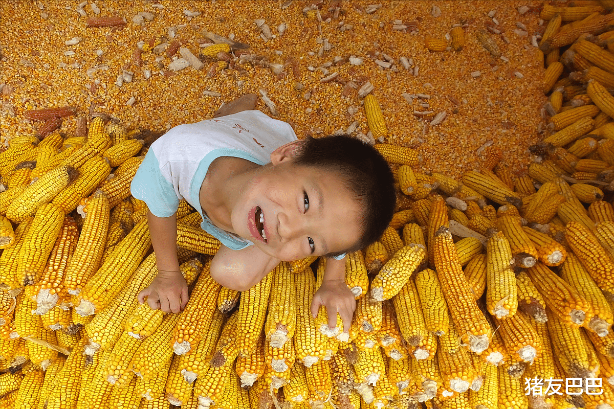 生猪价格 猪价、粮价调整行情:5月16日,今日生猪价格、玉米行情已更新!