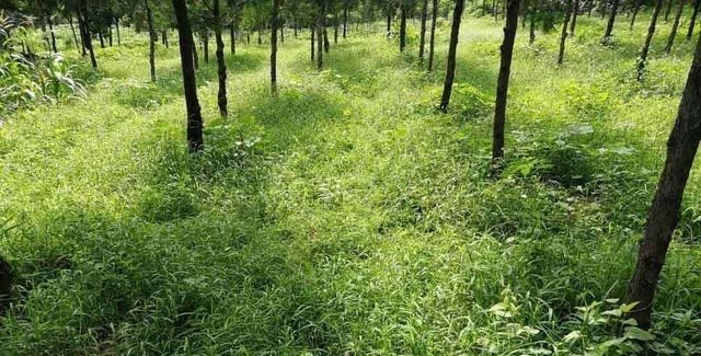 奶豆说育儿|为何见蛇不能打？菜花蛇潜伏养殖场偷吃十多只鸡，王锦蛇有多厉害