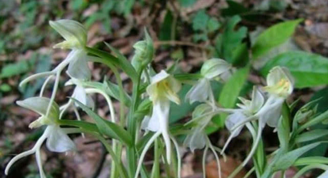 附子|这野草看似普通，但其根部的价值堪比人参，但有人将它视为杂草！