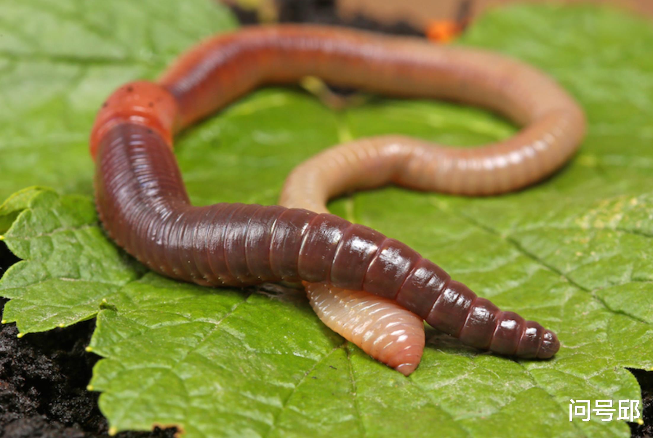 蟑螂 动物王国里奇怪的6种动物，它们的心脏不止一颗