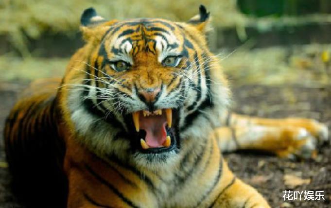 生肖|哪三大生肖，6月不虚度光阴，天天有进步，时时有钱花