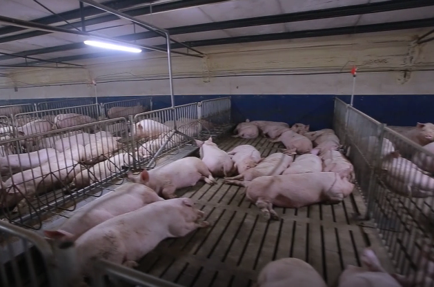 猪肉 肉价下跌止不住,进口猪肉是“元凶”?