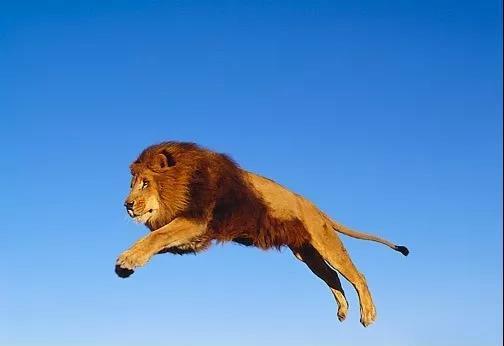 狮子 24个冷知识：生物老师看完直呼不可思议，但却真实存在的有趣知识。