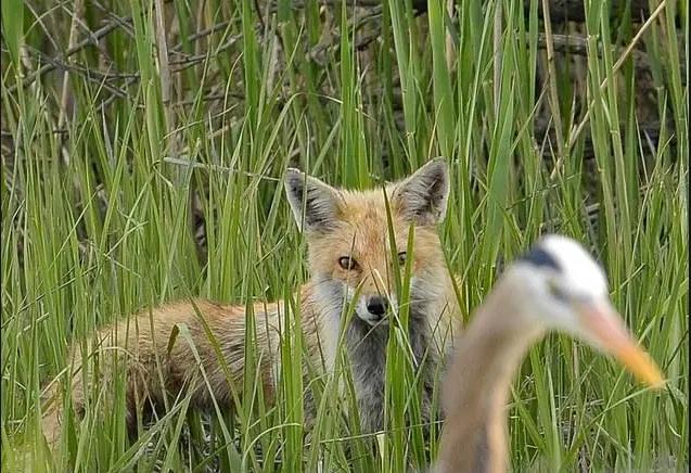 动物的求生欲有多强？被吞后，依然穿过整个肠道，从“后门”爬出