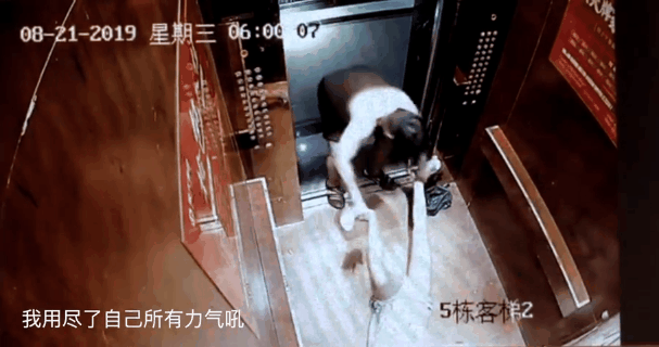 女孩 林生斌亡妻生前最后录音曝光，细思极恐：“求求你，做个人吧！”