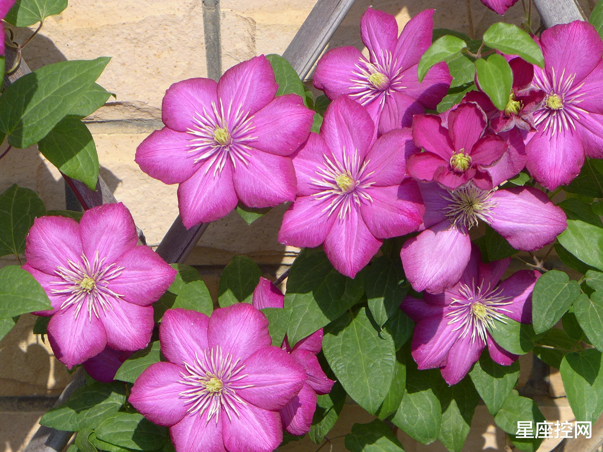 生肖|哪些生肖的人，个性出众，职场中最为耀眼，到哪都有人帮