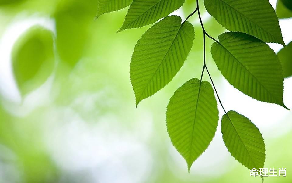 命理生肖 命理中的，几种，术语解释