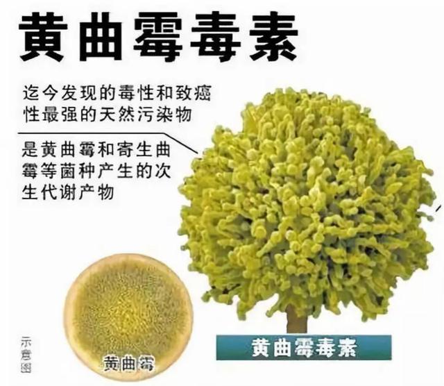 众益康|冷冻馒头不能吃？存储超过3天是否会滋生黄曲霉素？医生给出答案