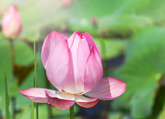 霉运|未来10天，4属相运势如虹，财源滚滚，事业步步高升